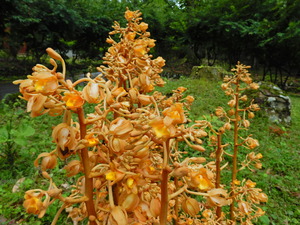 DSCN0345