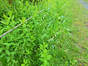 DSCN9724
