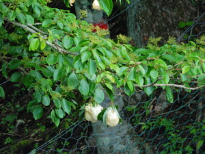 DSCN9810