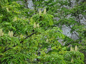 DSCN0053