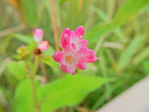 DSCN0990