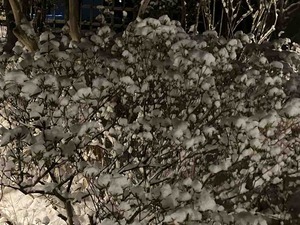 IMG_1380