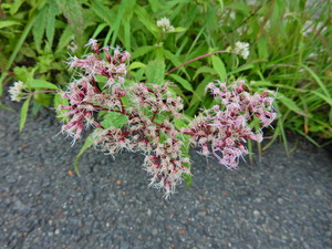 DSCN9765