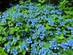 DSCN7589