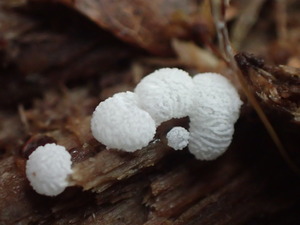 P7223894