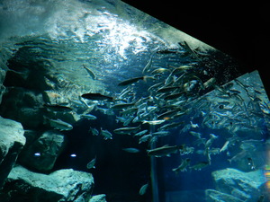 DSCN0855