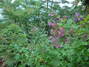 DSCN0701