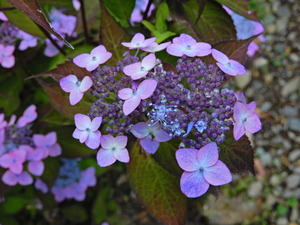 DSCN0175
