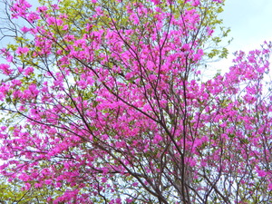 DSCN0089