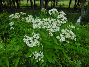 DSCN9534