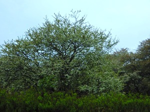 DSCN9533