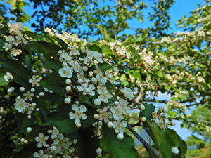 DSCN0237
