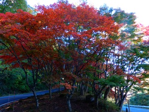 DSCN9625