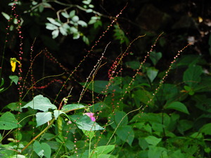 DSCN9296