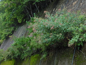 DSCN0746