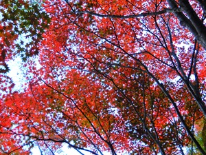 DSCN1660