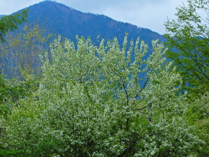 DSCN9918