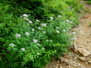 DSCN9444
