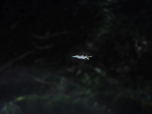 DSCN9766