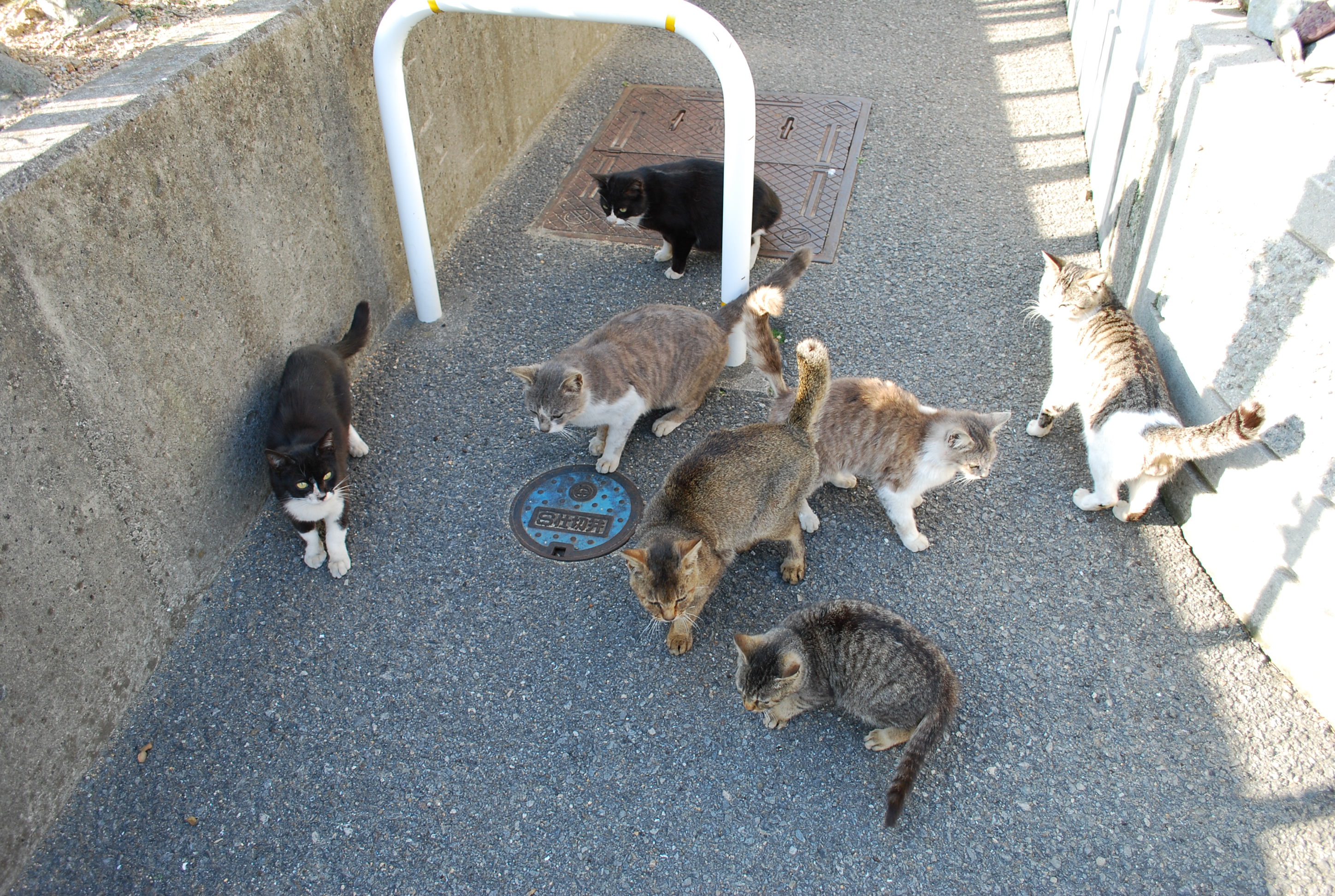 ねこにゃー トイレットサンドペーパー ねこにゃー トイレットサンドペーパー