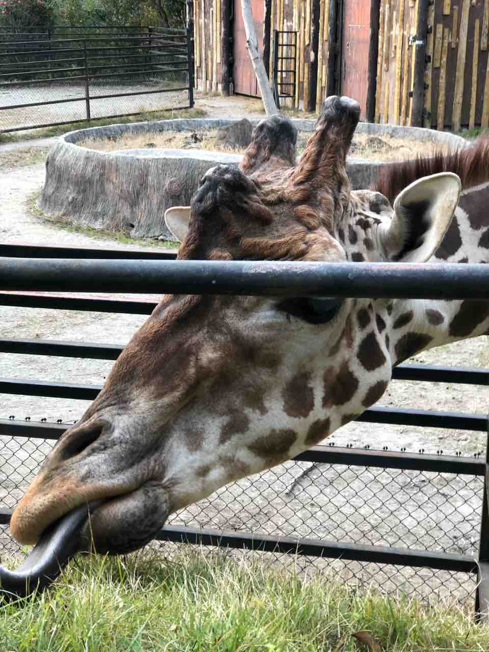 長崎バイオパーク でたくさんの動物たちにもみくちゃにされる幸せな時間 あゆ姫食い倒れ放浪記 長崎バイオパーク でたくさんの動物たちにもみくちゃにされる幸せな時間 あゆ姫食い倒れ放浪記