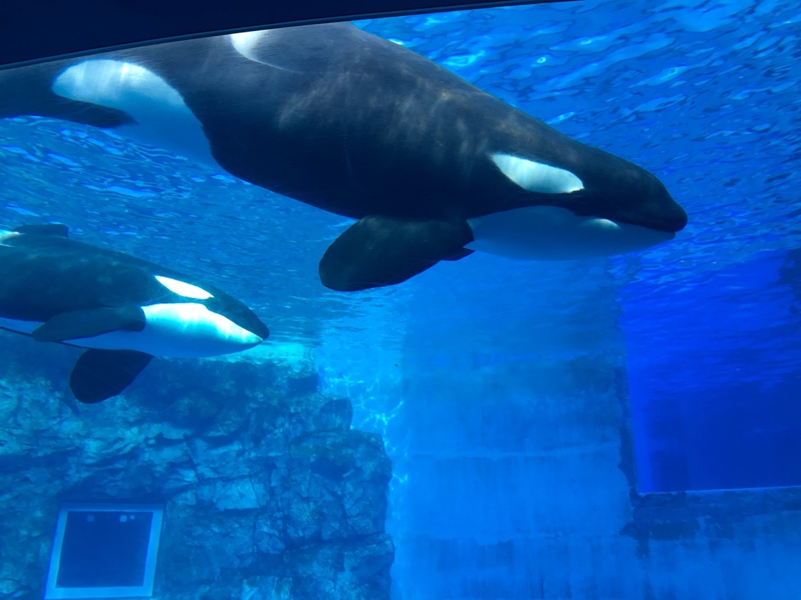 名古屋放浪記 名古屋港水族館 あゆ姫食い倒れ放浪記