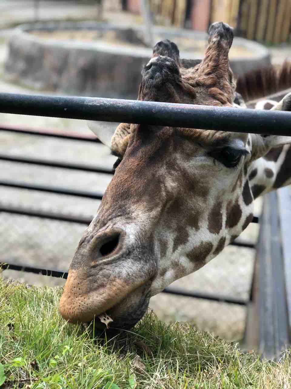 長崎バイオパーク でたくさんの動物たちにもみくちゃにされる幸せな時間 あゆ姫食い倒れ放浪記 長崎バイオパーク でたくさんの動物たちにもみくちゃにされる幸せな時間 あゆ姫食い倒れ放浪記