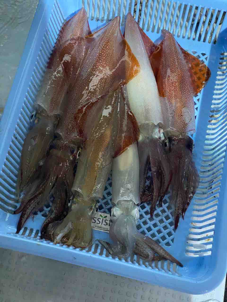 玄界灘のイカ料理が絶品過ぎた 自宅でイカ三昧 イカ飯が最強だった あゆ姫食い倒れ放浪記