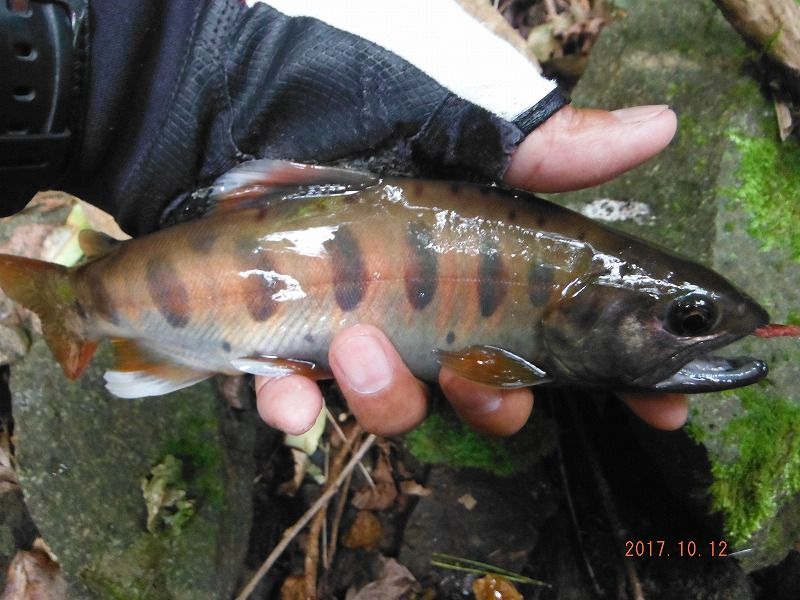 今シーズン最後の渓流釣り 鮎地蔵のブログ
