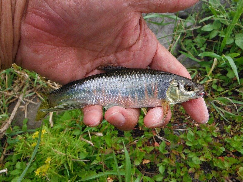 雑魚を20匹前後掛けた : 鮎地蔵のブログ