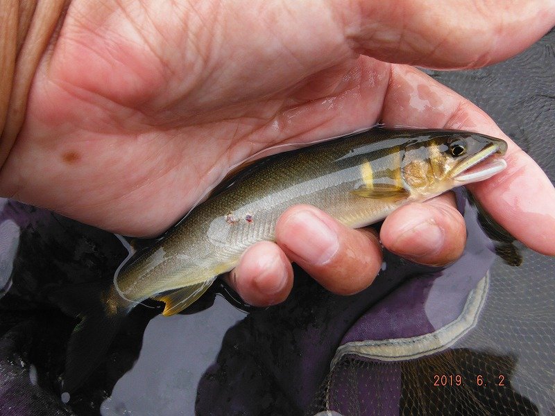 竿抜け場所３時間で１６匹 鮎地蔵のブログ