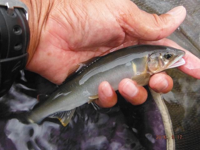 ドブ釣りで３１ ５ｃｍのヤマメ 鮎地蔵のブログ