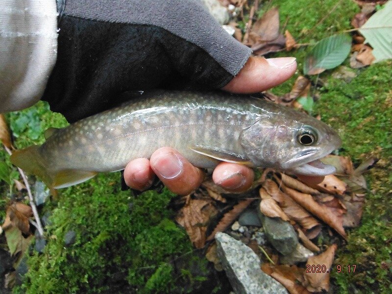 久しぶりの世附で尺岩魚 鮎地蔵のブログ