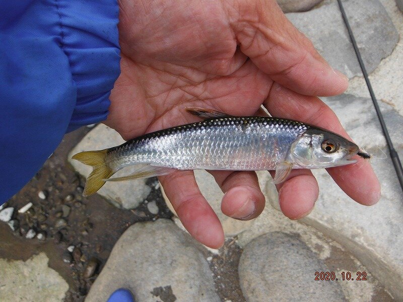 雑魚の反応が良かった : 鮎地蔵のブログ