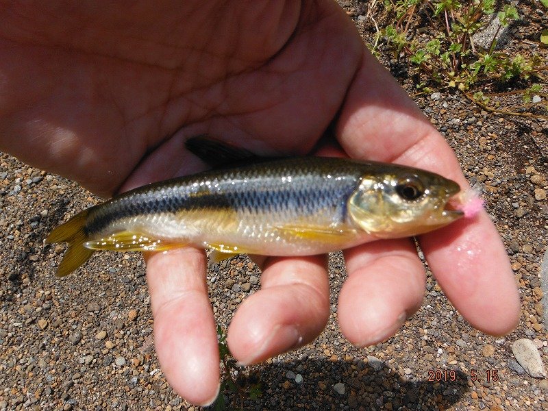 雑魚の反応が良かった : 鮎地蔵のブログ