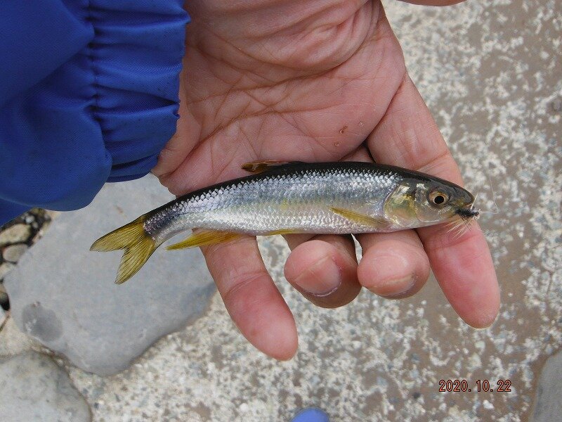 雑魚の反応が良かった : 鮎地蔵のブログ