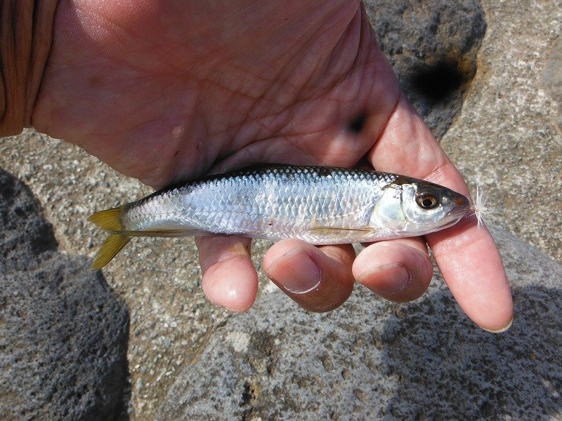 夕方は雑魚が爆釣だった : 鮎地蔵のブログ