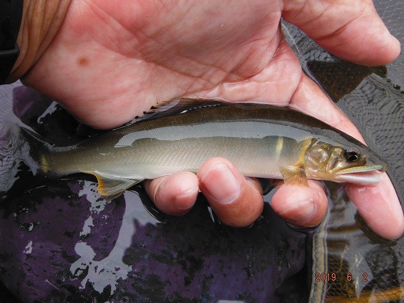 竿抜け場所３時間で１６匹 鮎地蔵のブログ