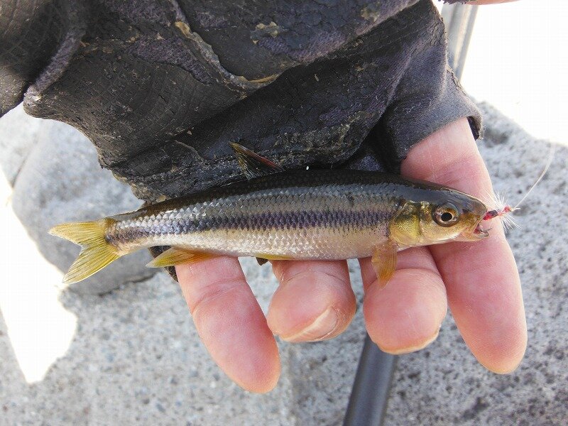 雑魚がそこそこ釣れました : 鮎地蔵のブログ