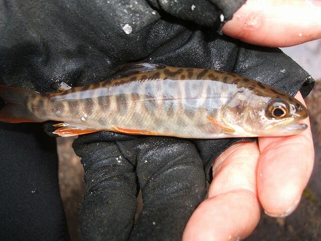岩魚とヤマメのハイブリッド 鮎地蔵のブログ