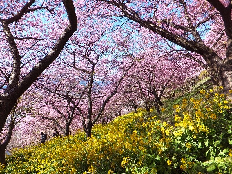 松田山の河津桜 鮎地蔵のブログ 松田山の河津桜 鮎地蔵のブログ