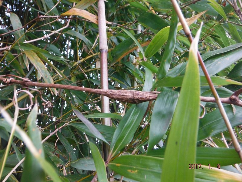 天然のブドウ虫を採集 鮎地蔵のブログ 天然のブドウ虫を採集 鮎地蔵のブログ