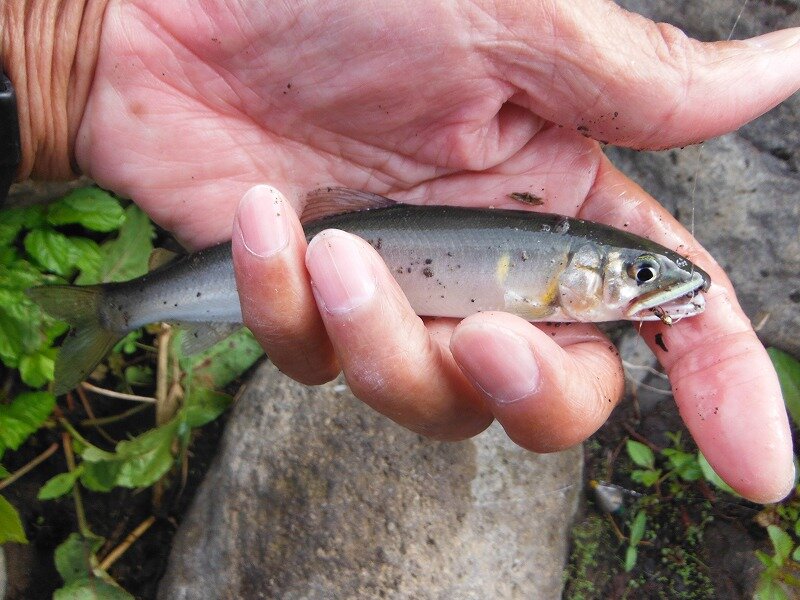 ドブ釣り 友釣り 鮎地蔵のブログ ドブ釣り 友釣り 鮎地蔵のブログ