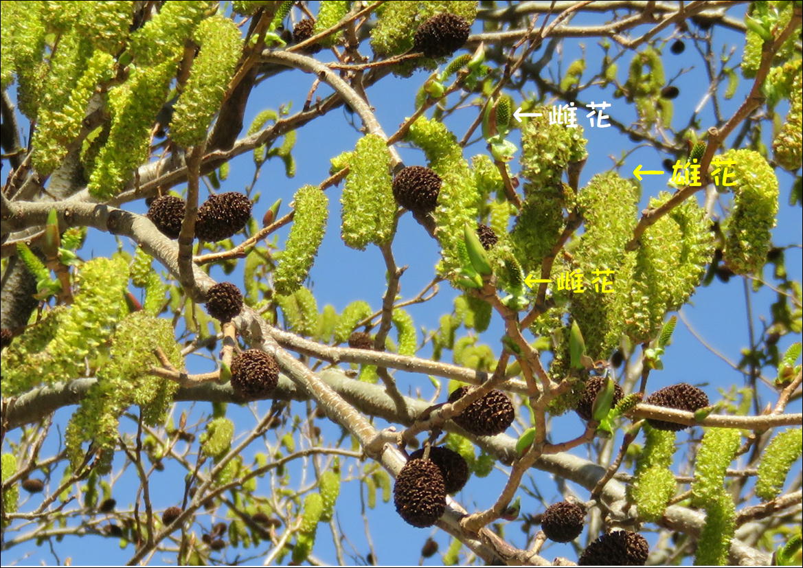 ヤシャブシの花 こんにちは 鮎川から