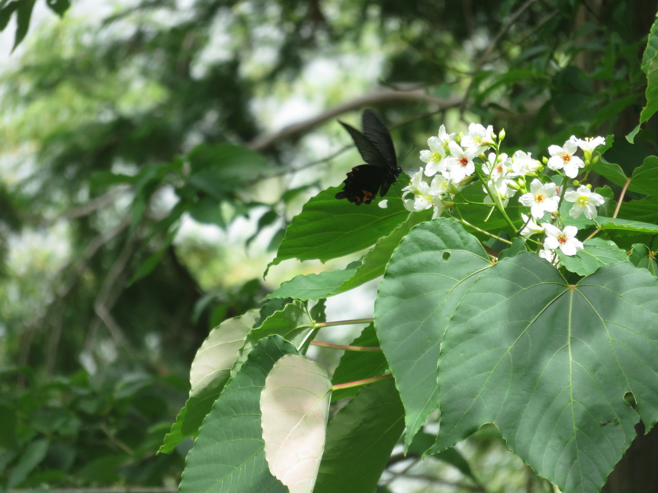 アブラギリの花 こんにちは 鮎川から アブラギリの花 こんにちは 鮎川から