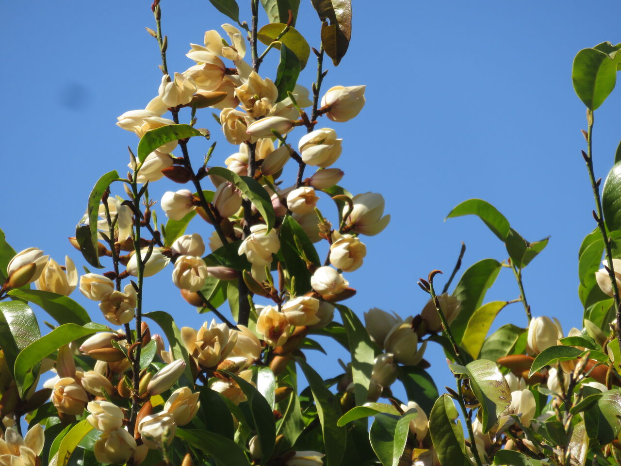 白玉木蓮　トキワレンゲ　植木 トキワレンゲ白玉木蓮植木