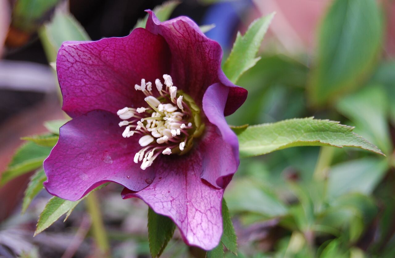 クリスマスローズの花 こんにちは 鮎川から