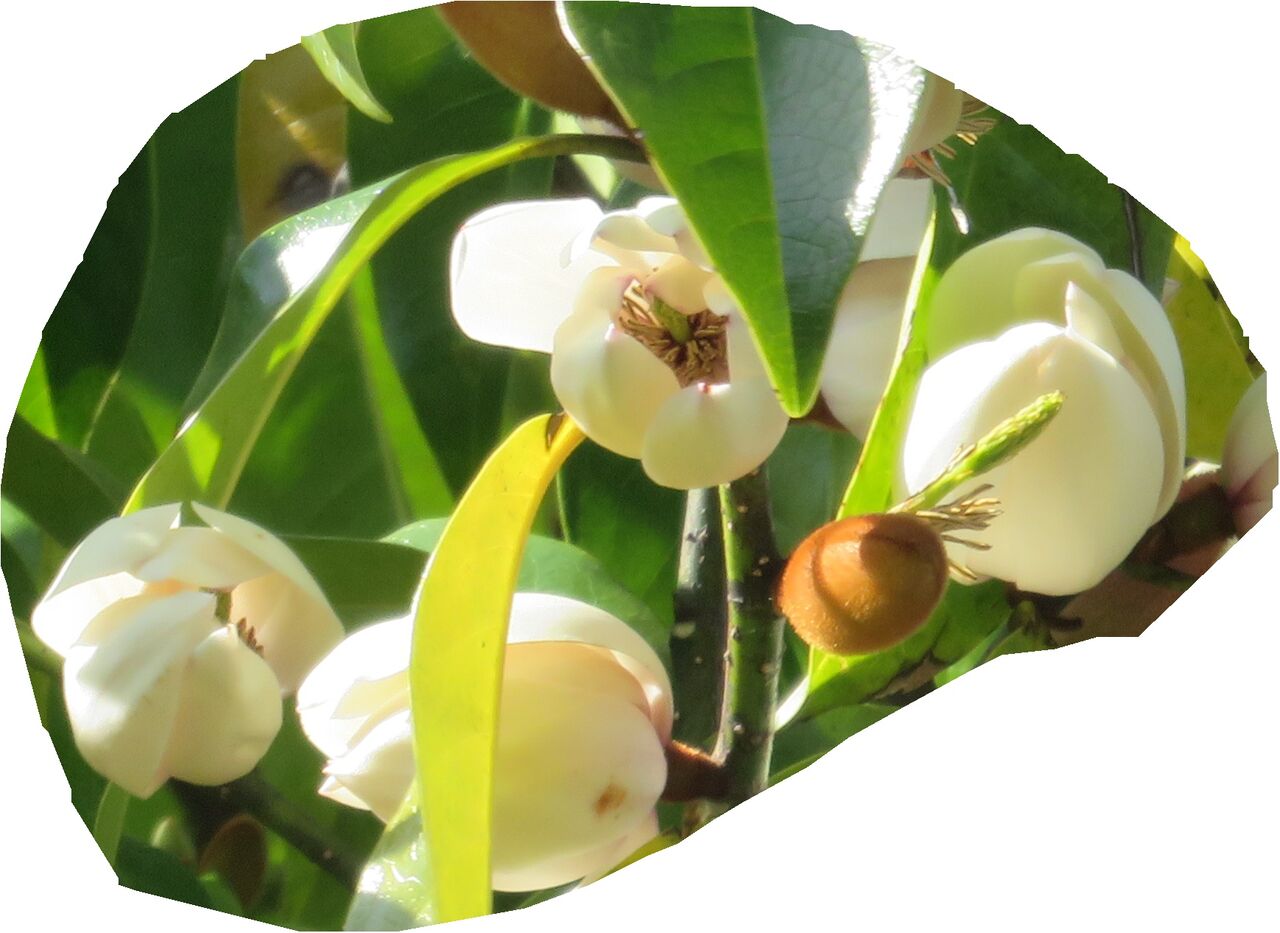 トキワレンゲ 白玉木蓮 植木 トキワレンゲ 白玉木蓮 植木