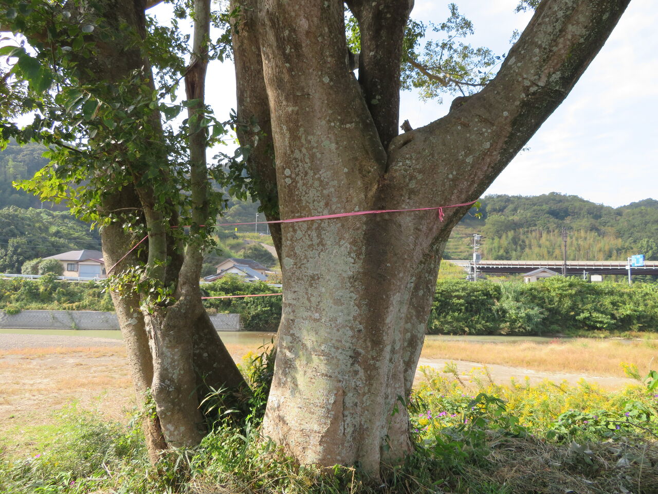 ヤドリギ こんにちは 鮎川から ヤドリギ こんにちは 鮎川から