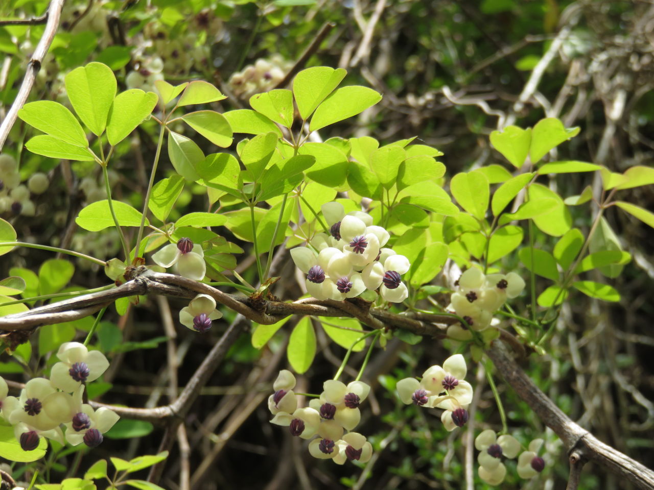 アケビの花 アオキの花 こんにちは 鮎川から アケビの花 アオキの花 こんにちは 鮎川から